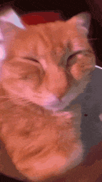 a close up of an orange cat sleeping on a couch