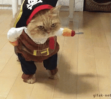 a cat dressed in a pirate costume holds a sword