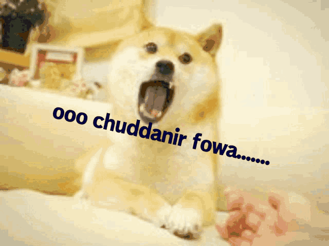 a dog wearing sunglasses has the word a jt written on its face