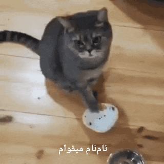 a cat is sitting on a wooden floor playing with a bowl of food .