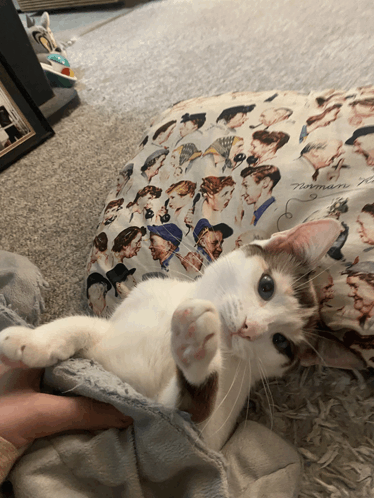 a cat is laying on a pillow that says timmy