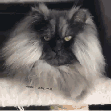 Cat Juno The Hungry Cat GIF - Cat Juno The Hungry Cat Grumpy GIFs