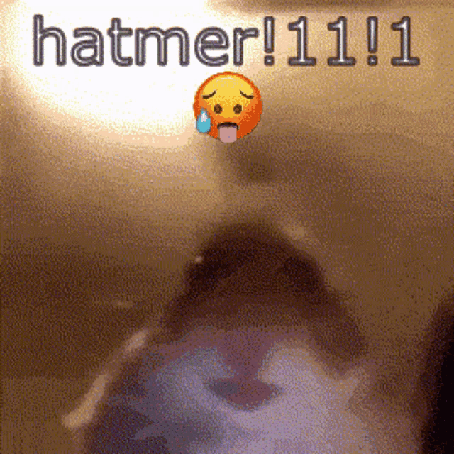 Hampter Meme GIF - Hampter Meme GIFs