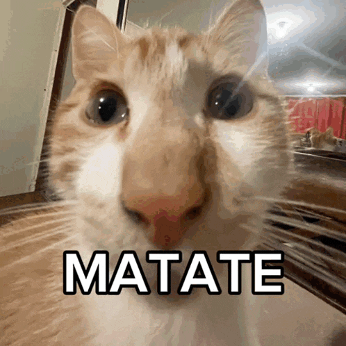 a close up of a cat 's face with the word matate on the bottom