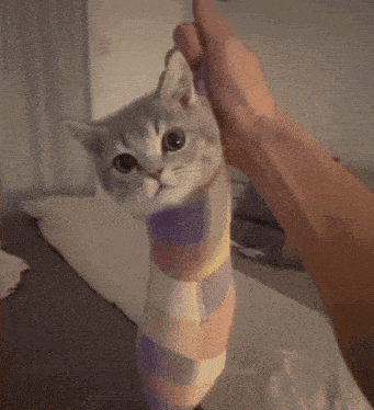Cat Sock Worm GIF - Cat Sock Worm GIFs