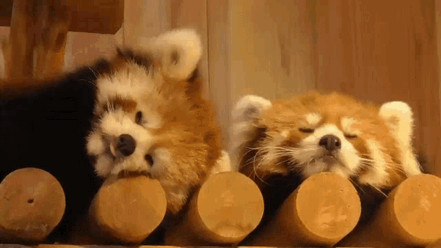 two red pandas are laying on wooden logs with their eyes closed .