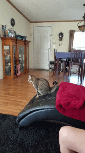 Slide Cat GIF - Slide Cat Couch GIFs