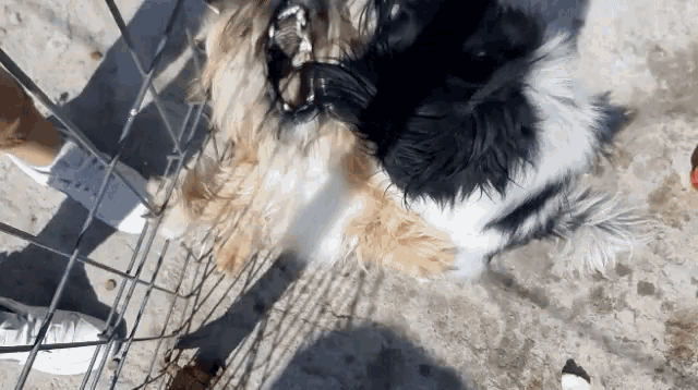 a black and white dog is laying in a cage with a person standing behind it
