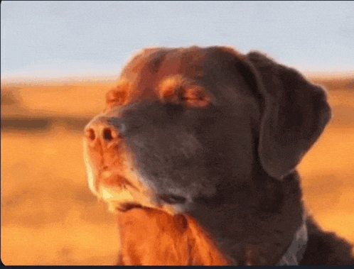 a close up of a brown dog with its eyes closed