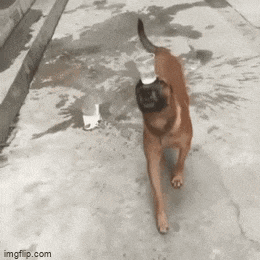 a brown dog with a bottle in its mouth