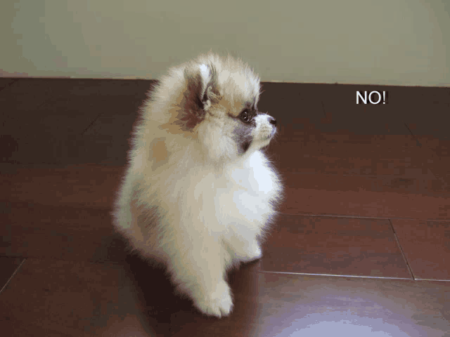 a pomeranian puppy is sitting on a wooden floor with the words no written below it