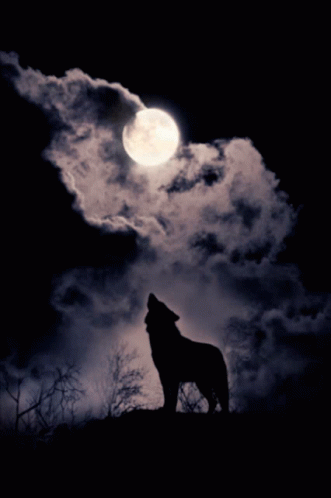 Howl Wolf GIF - Howl Wolf Moon GIFs