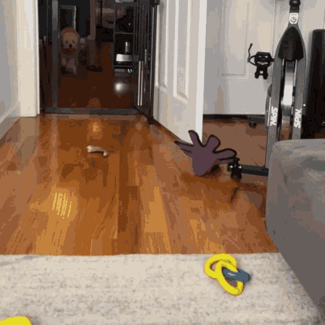 a dog standing in a hallway next to a spinning bike