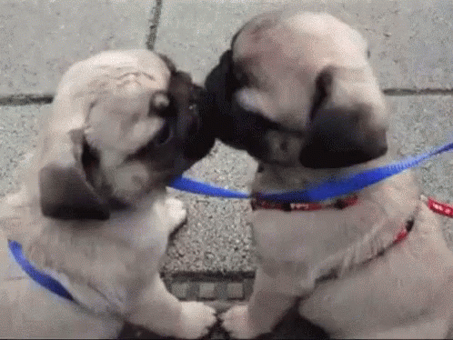 Dog Puppy GIF - Dog Puppy Kissing GIFs