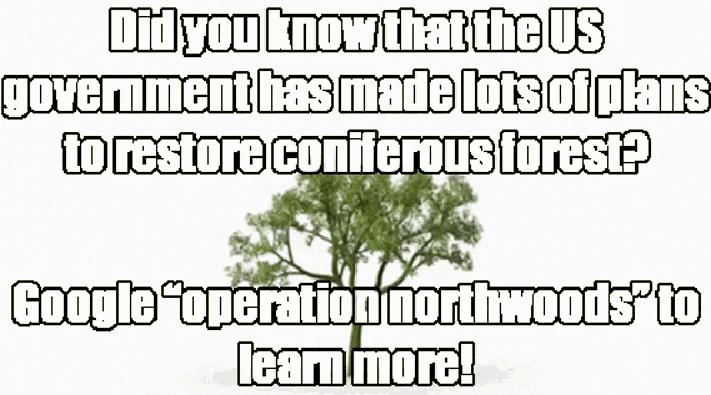a tree with the words " did you know that the us government has made lots of plans to restore coniferous forest "