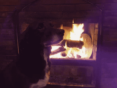 a dog standing in front of a fireplace with a purple light behind it