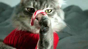 Candy Cane Cat GIF