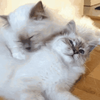 two fluffy white cats are playing with each other on a wooden floor