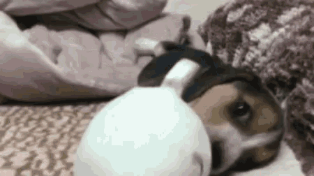 Puppers Puppy GIF - Puppers Puppy Cute Puppy GIFs