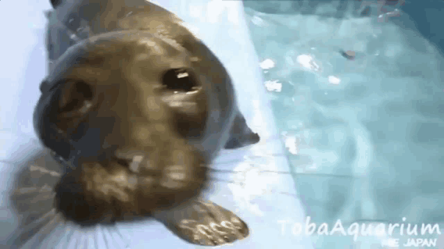 a seal is swimming in a pool with the words tobaaquarium in the background