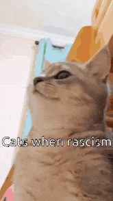 a close up of a cat with the words cats when rascism below it