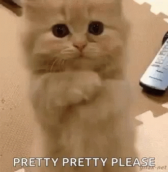 Cat Kitten GIF - Cat Kitten Begging GIFs