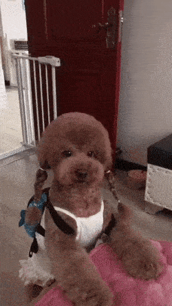 a small brown poodle is sitting on a pink blanket in front of a door .