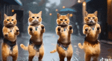 a group of cats are standing on their hind legs in a row