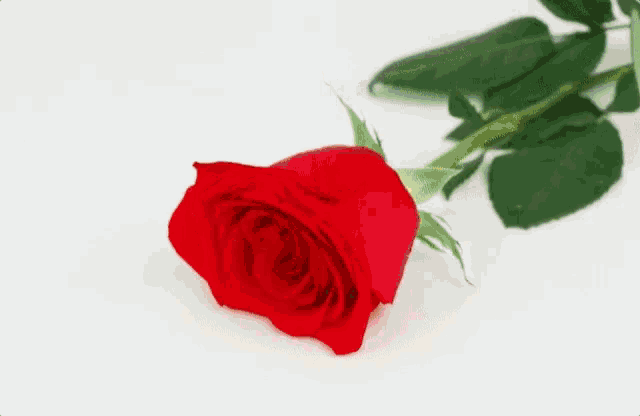 a fork is sticking out of a red rose on a white surface
