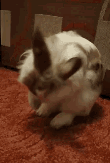 Bunny Cappuccinobunny GIF - Bunny Cappuccinobunny Rabbit GIFs