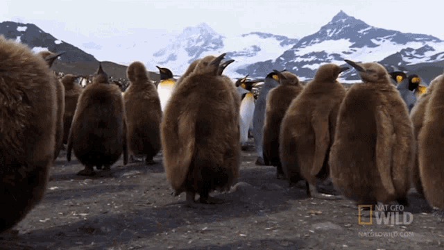 Lots Of Penguins World Penguin Day GIF - Lots Of Penguins World Penguin Day Worlds Weirdest GIFs