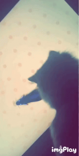 Cat Day GIF - Cat Day Play GIFs