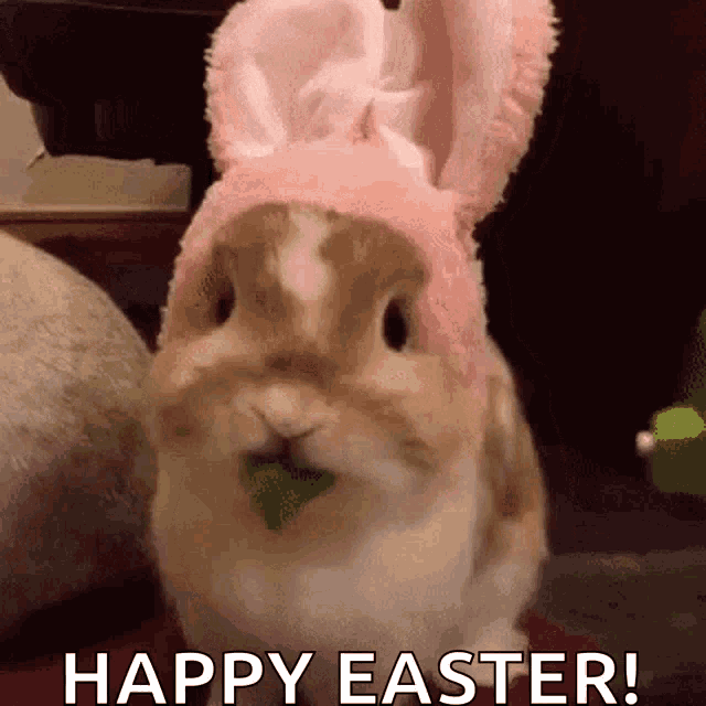 Bunny Easter Bunny GIF - Bunny Easter Bunny Rabbit GIFs