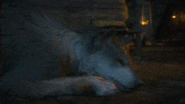 a wolf is sleeping in a dark cave