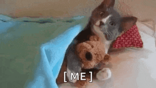 a cat is sitting on a bed holding a teddy bear and saying `` me '' .