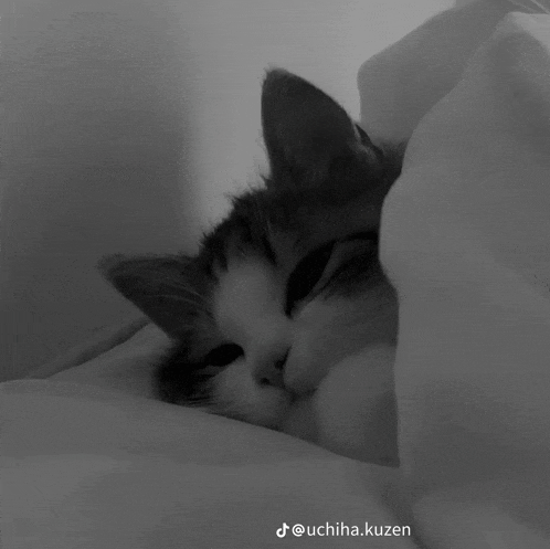 a black and white photo of a cat sleeping under a blanket with the caption uchiha.kuzen