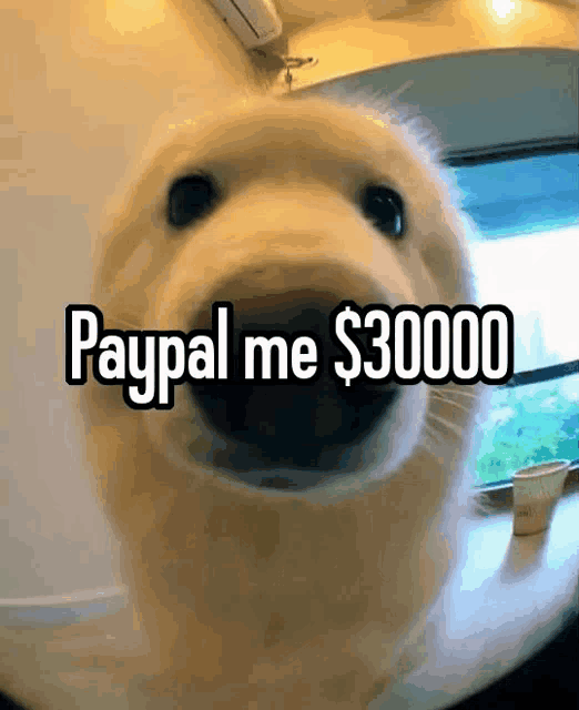 a close up of a seal 's face with the words paypal me $ 30,000 written above it .