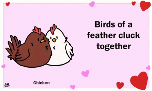 Birds Of A Feather Cluck Together GIF - Birds Of A Feather Birds Ofa Feather Cluck Together GIFs