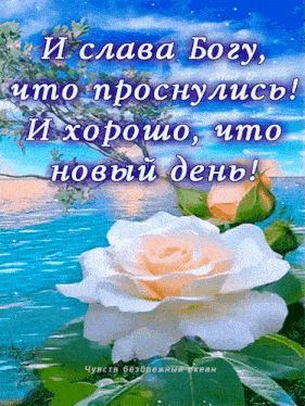a russian greeting card with a white rose in front of the ocean