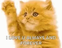 Bye Kitten I Love You Always And Forever GIF - Bye Kitten I Love You Always And Forever GIFs