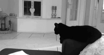 Hi Five  GIF - Black Cat Funny GIFs
