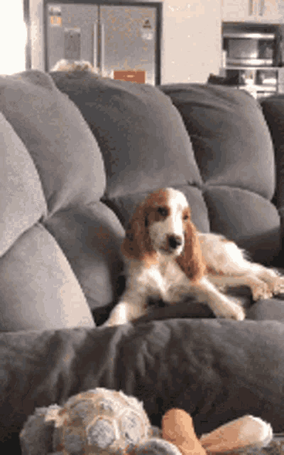 a cocker spaniel is laying on a grey couch