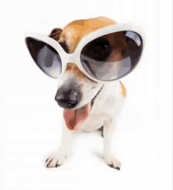 a small dog wearing sunglasses with its tongue out .