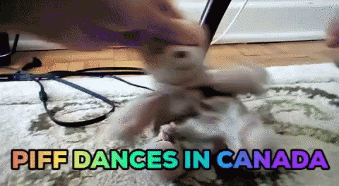 Dancing Bear GIF - Dancing Bear Canada GIFs