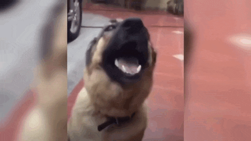 a close up of a dog with its mouth open and its tongue out