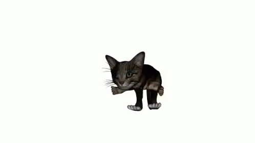 Cat Kitten GIF - Cat Kitten Gif GIFs