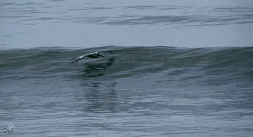 a bird is flying over a wave in the ocean with a abc 7 logo in the background