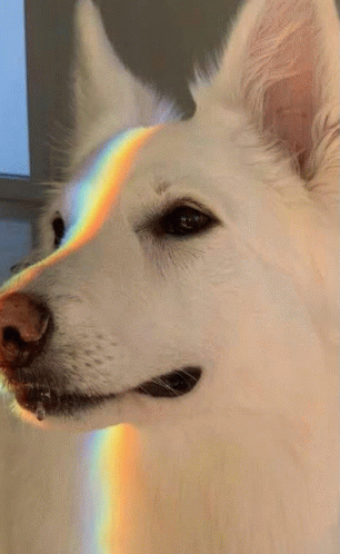Dogs Wink GIF - Dogs Wink Tongue Out GIFs
