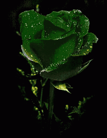 a yellow rose with water drops on it and the name bolivar g.