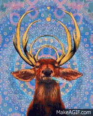 Deer Zen GIF - Deer Zen Meditate GIFs